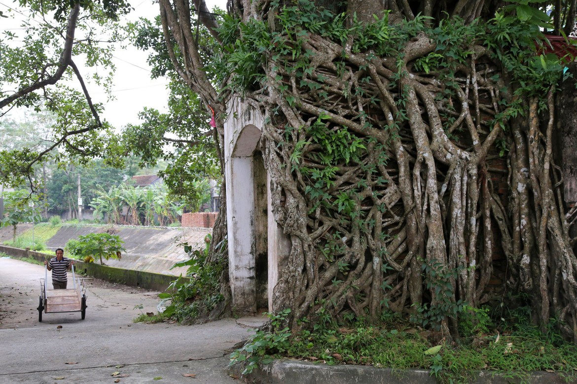 The array of roots clings firmly to form a unique tree wall.