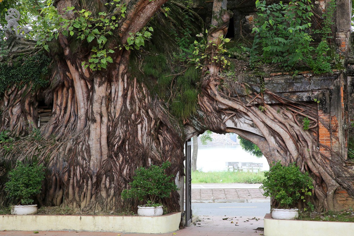 Over the years, the Bodhi tree has become an integral part of the architecture of this Communal House.