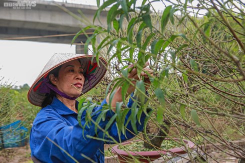 Đào Nhật Tân vào mùa tuốt lá