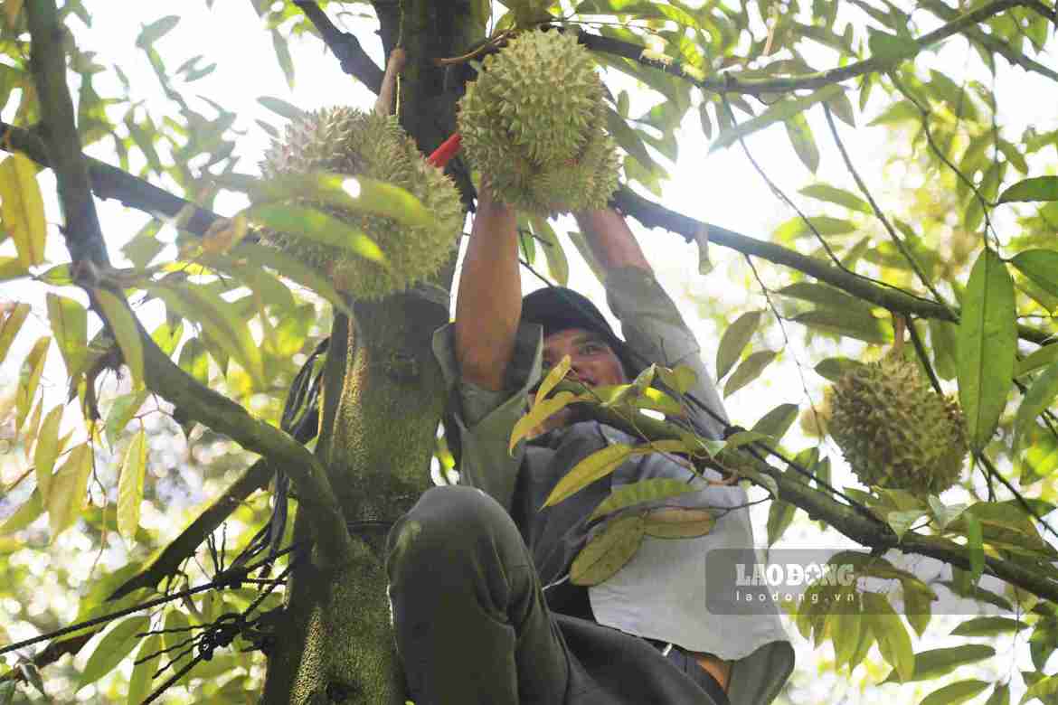 Người thợ gõ sầu riêng có thể đạt thu nhập tiền triệu đồng mỗi ngày trong mùa thu hoạch. Ảnh: Phúc Khánh 