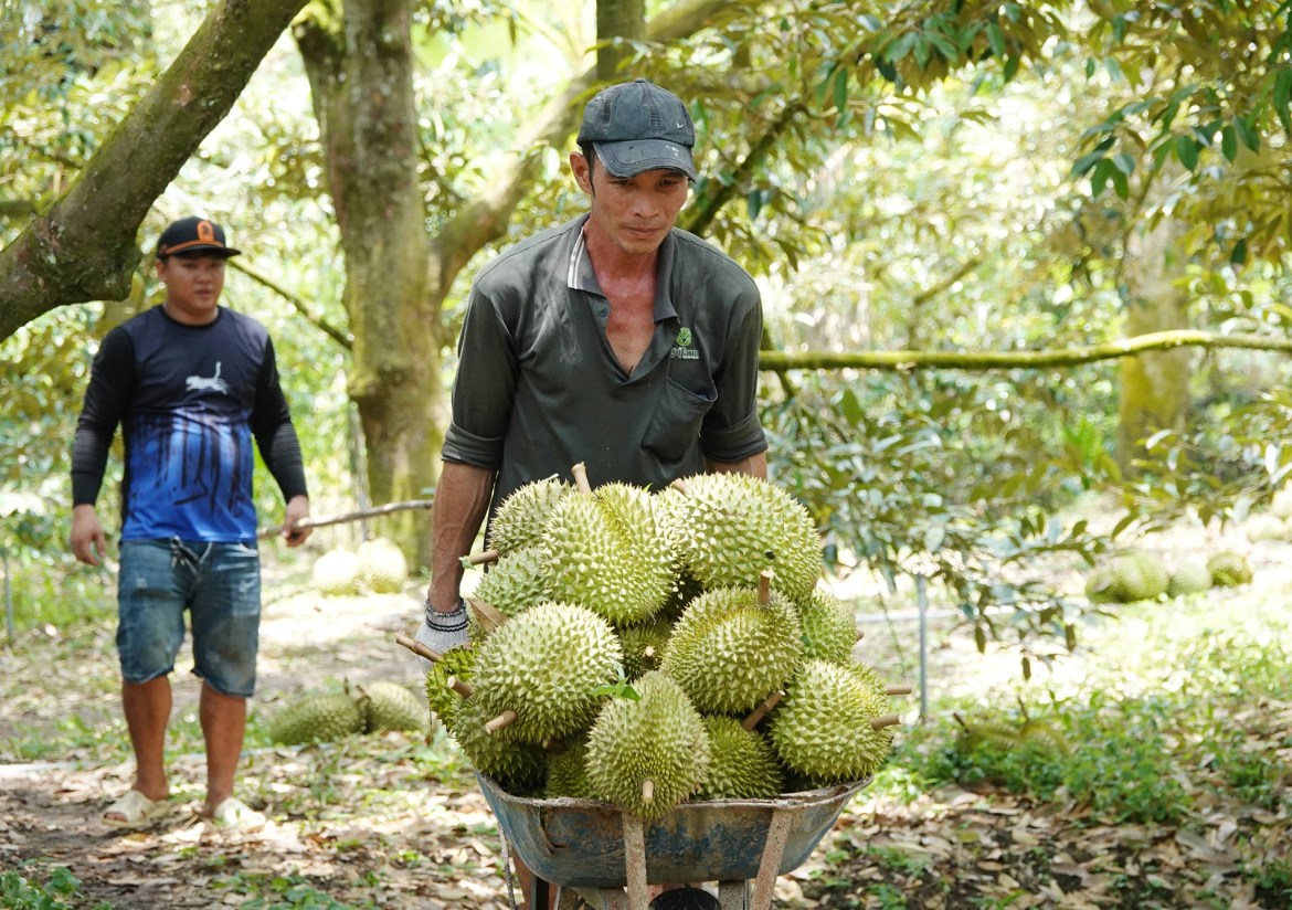 Sầu riêng 4.jpg