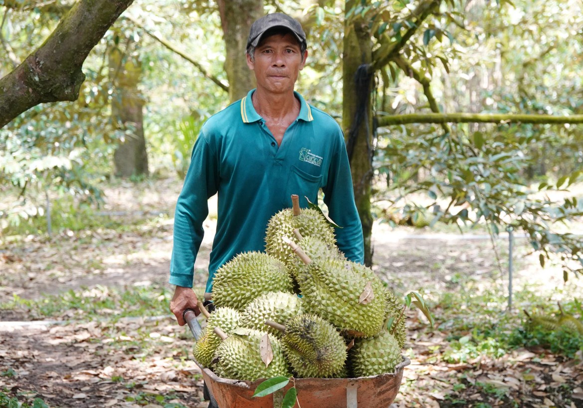 Sầu riêng 3.jpg