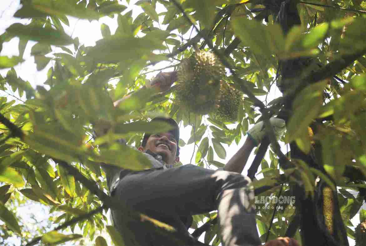 Collecting millions of VND per day from the durian knocking profession in Lam Dong