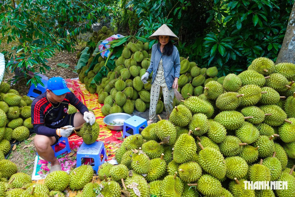 Vườn sầu riêng Ri6 gần 30 năm tuổi ở Cần Thơ, mùa thu hoạch cũng vui vẻ như Tết Nguyên Đán - Ảnh 1.